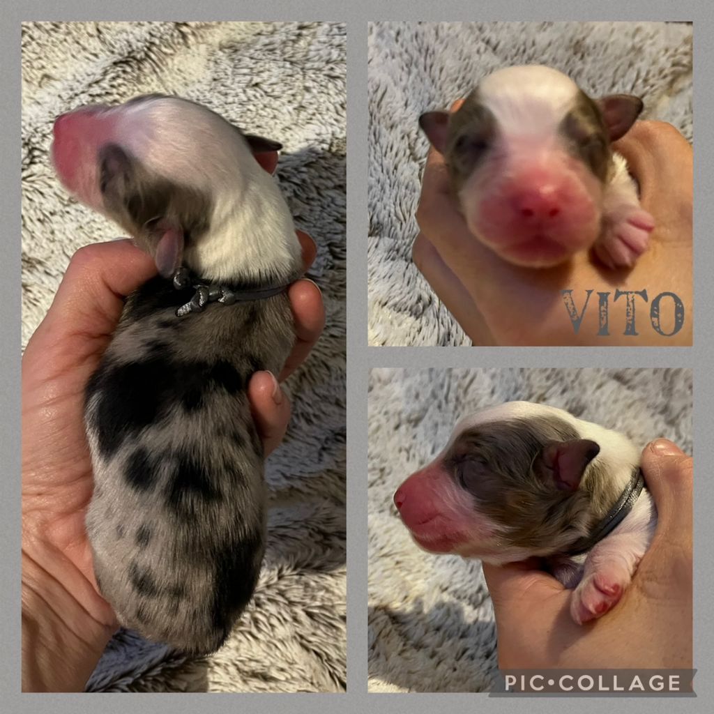 Opal's Spirit - Chiot disponible  - Berger Australien