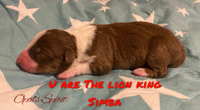 U are the lion King SIMBA