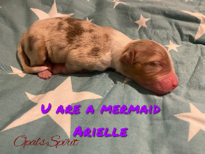 U are a mermaid Arielle