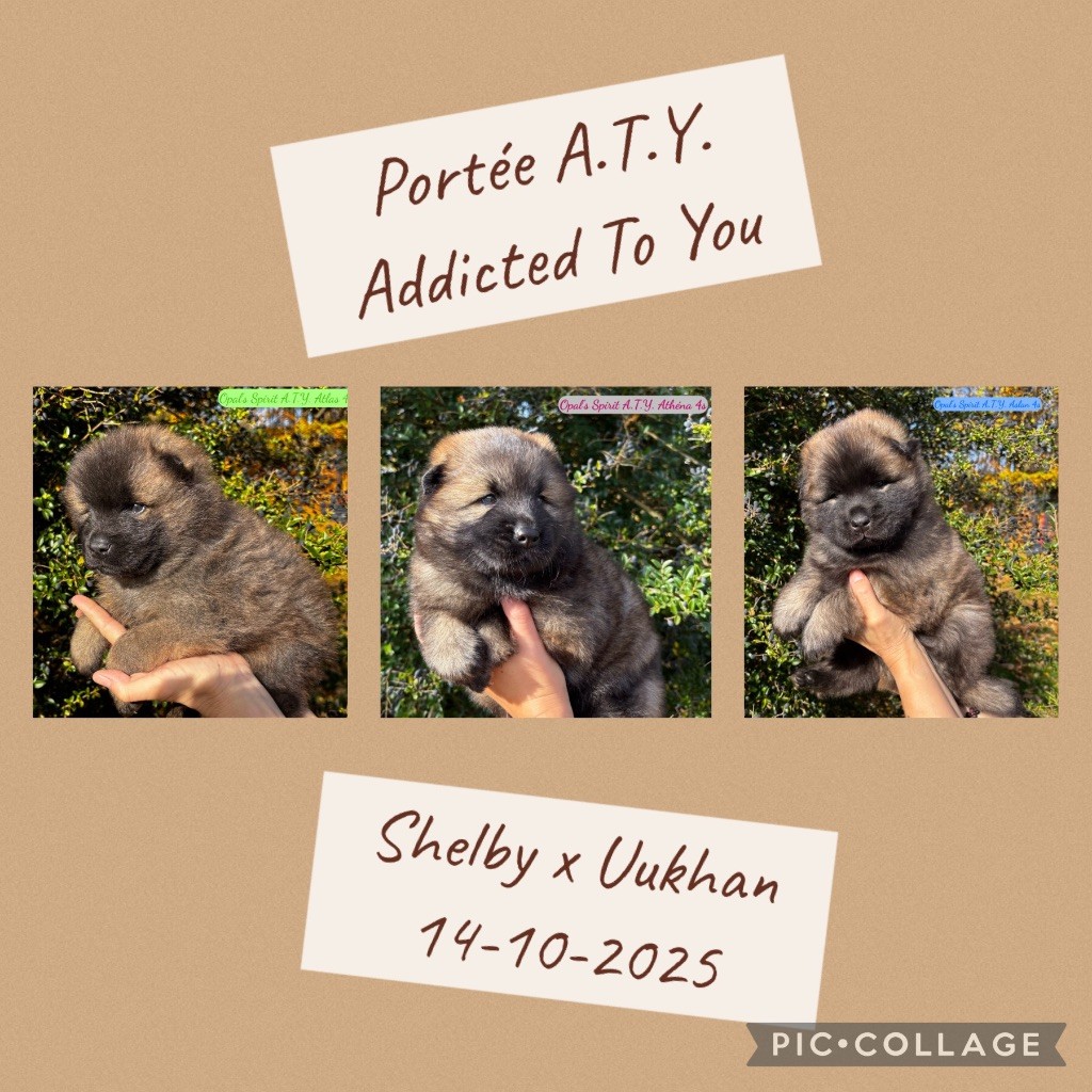 Opal's Spirit - ils sont là!