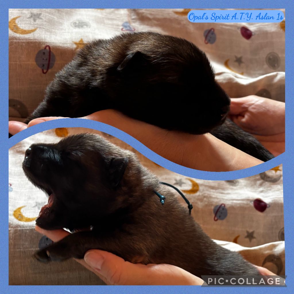 Opal's Spirit - Chiots disponibles - Eurasier