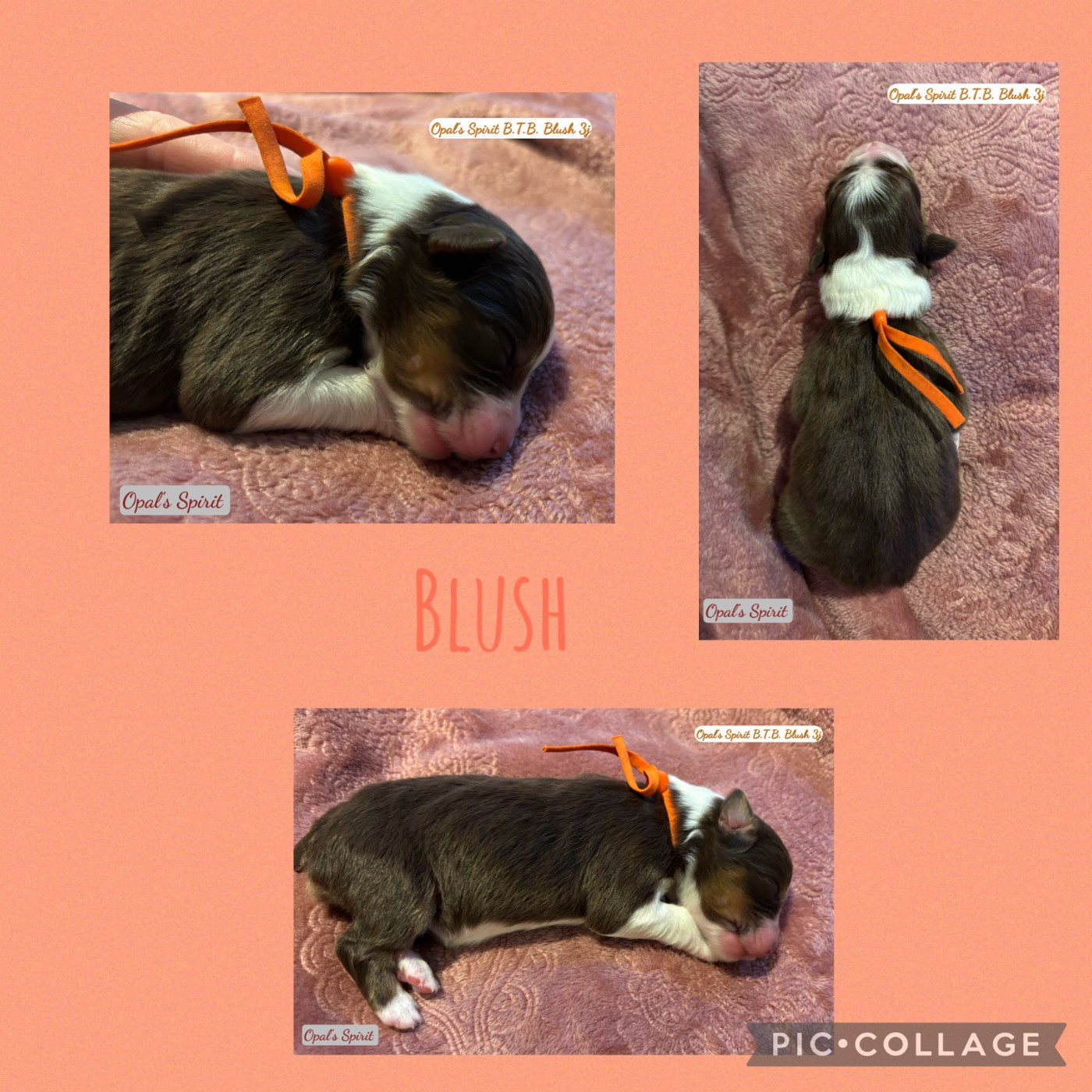 Opal's Spirit - Chiots disponibles - Berger Australien