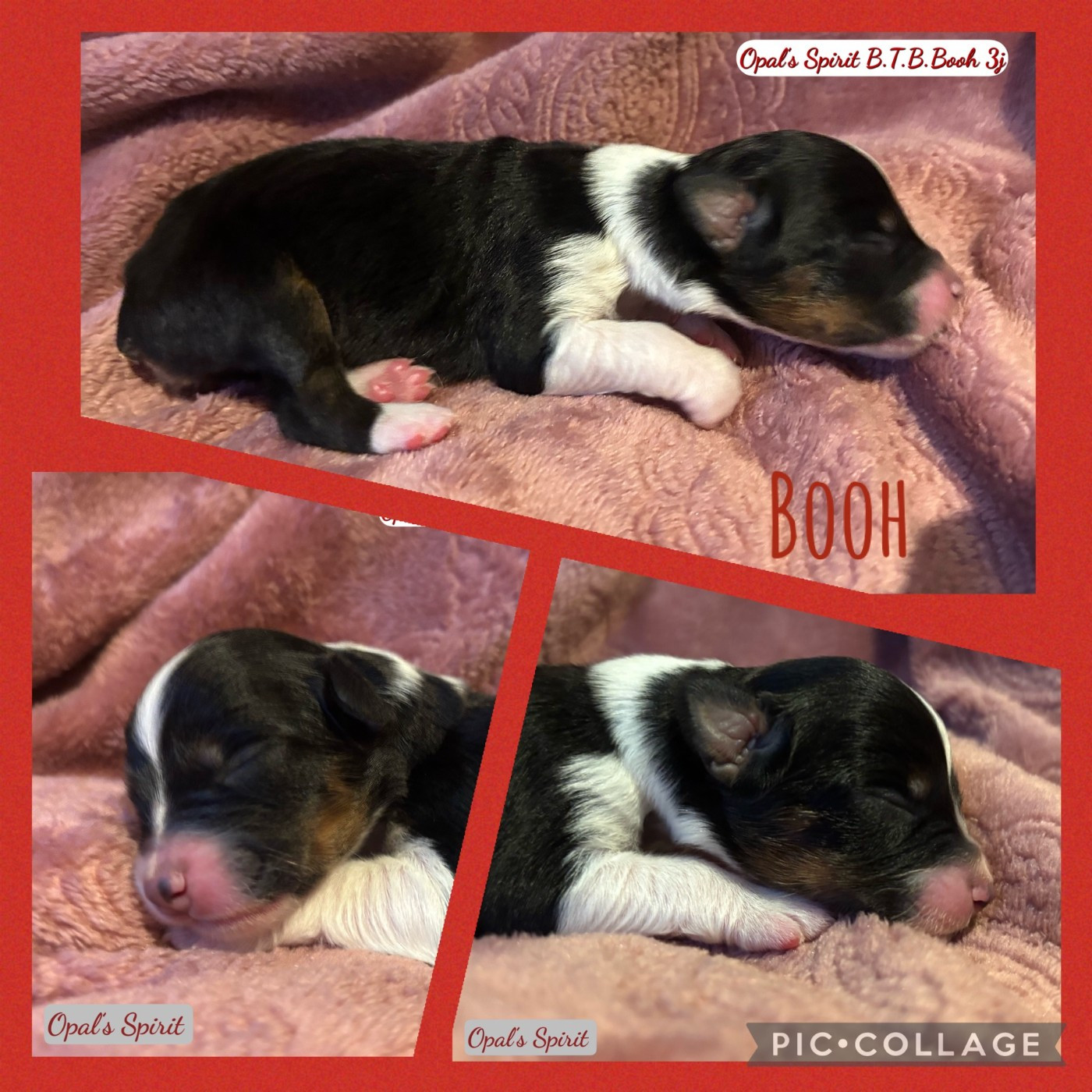 Opal's Spirit - Chiots disponibles - Berger Australien