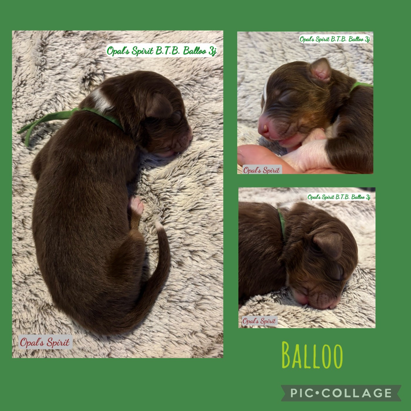 Opal's Spirit - Chiots disponibles - Berger Australien