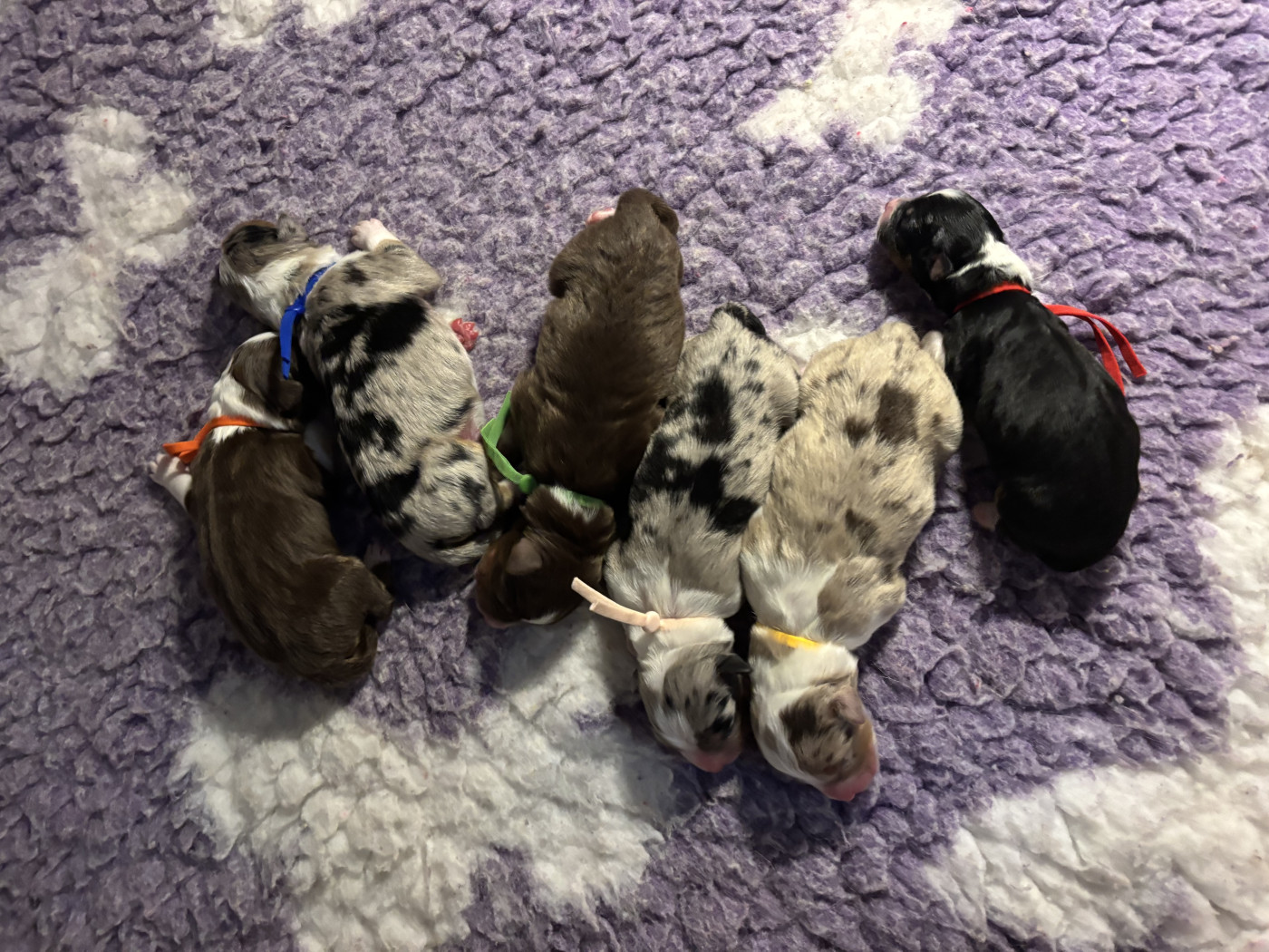 Opal's Spirit - Berger Australien - Portée née le 28/01/2026