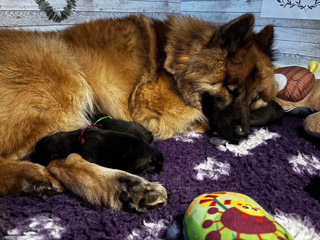 Chiot Eurasier Opal's Spirit