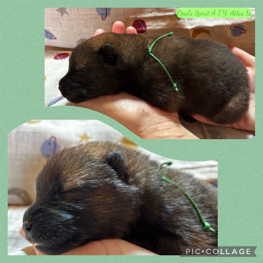 Opal's Spirit - Chiots disponibles - Eurasier