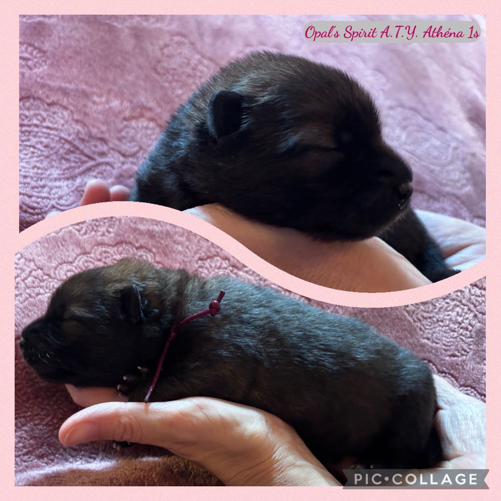 Opal's Spirit - Chiots disponibles - Eurasier